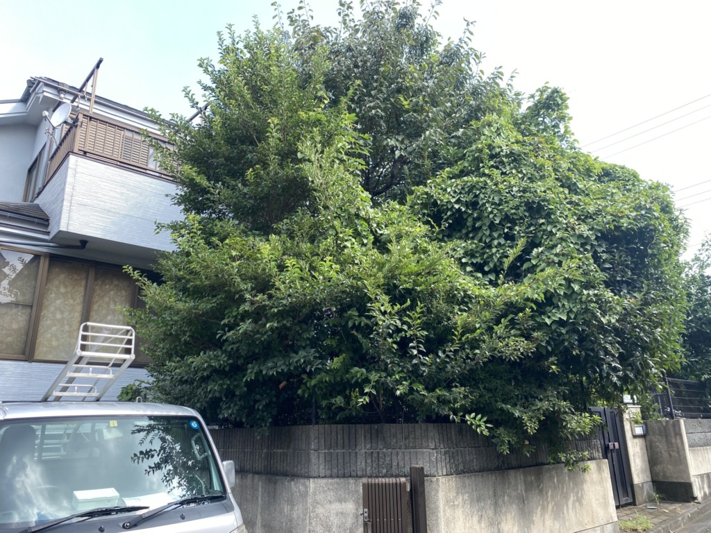 川越市 剪定 施工前