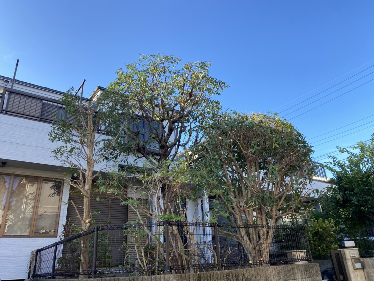 川越市の庭木剪定｜日当たり・風通し・越境配慮を整えた施工事例